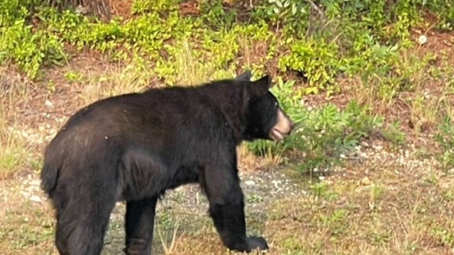 Black bear spotted in Spotsylvania County