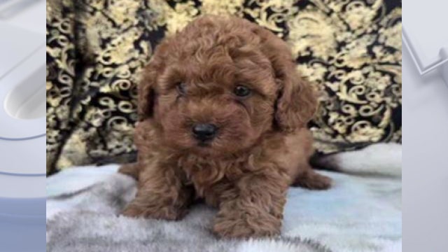 Toy poodle puppy stolen at gunpoint from owner during meetup with buyer in DC
