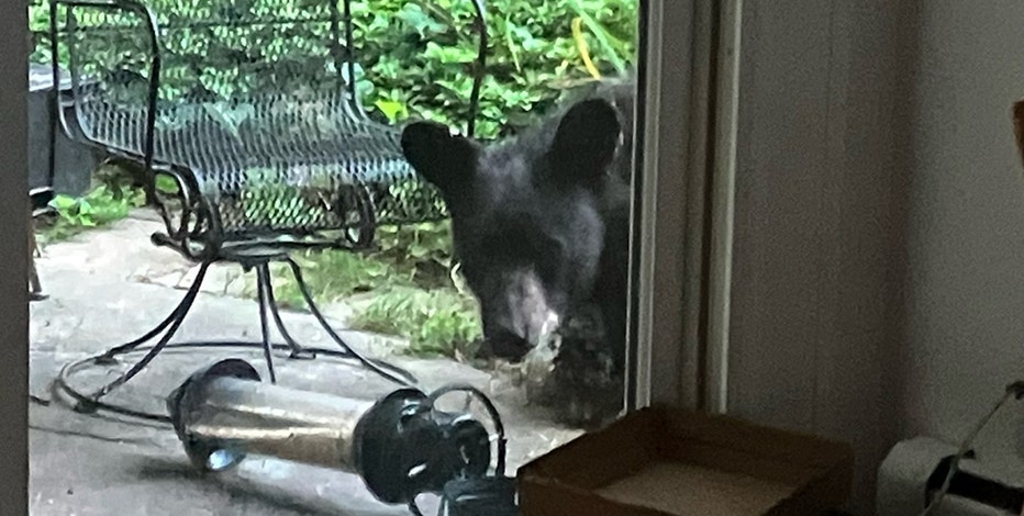 Several black bear sightings reported in Arlington County