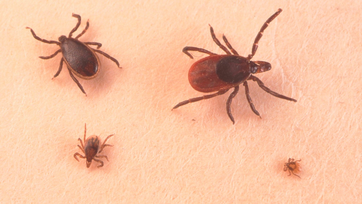 Maryland launches campaign urging residents to guard against tickborne diseases