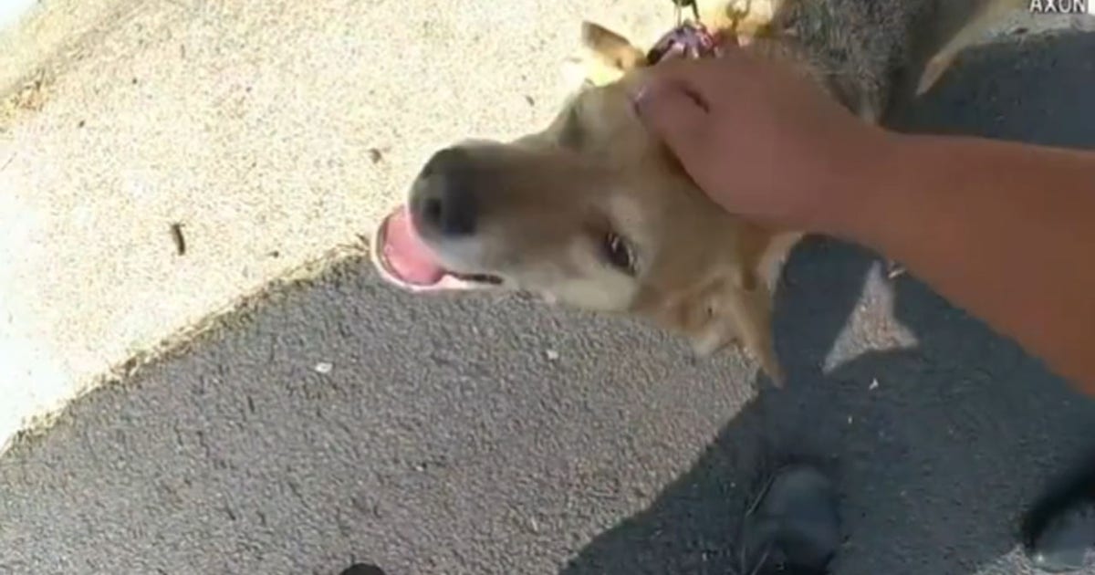 Officer rescues dogs from Fairfax County house fire | FOX 5 DC