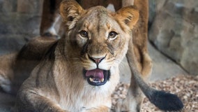 Suspected lioness on the loose near Berlin: police