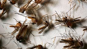 Mosquitoes in Maryland test positive for West Nile virus