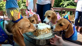 Beagle puppies rescued from breeding facility celebrate first birthday