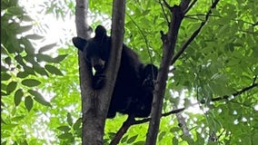 Bear cub removed from tree, euthanized