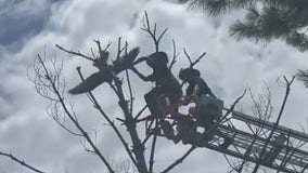 WATCH: Trapped osprey rescued in Fairfax County