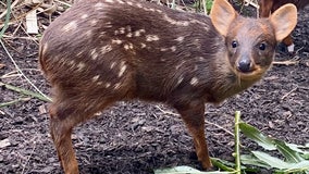 Tiny deer standing 6 inches tall born at England zoo