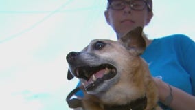 Alexandria pet owners on high alert as sausages stuffed with fishhooks show up on sidewalks