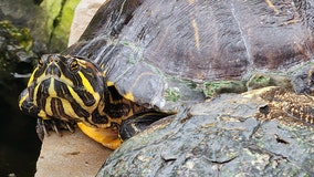 Fairfax turtles find a new home up the pond in Manassas