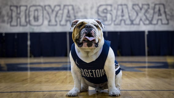 Georgetown mascot ‘Jack the Bulldog’ dies after brief illness