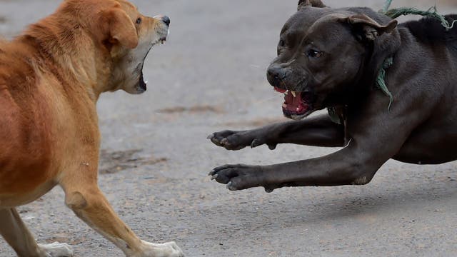 Virginia veterinary technician sentenced to 20 months for role in dogfighting scheme