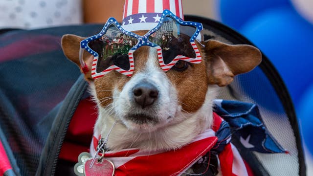 Tips to get anxious pets through Fourth of July fireworks