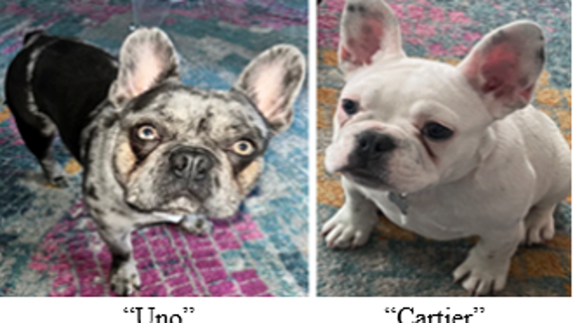 Stolen French bulldogs found, returned to DC family