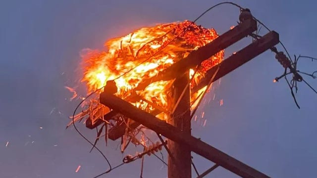 'Mama bird frantically circled overhead' as nest burns atop Utah power pole, firefighters say