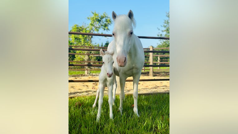 72128393-Cinderella-Pony-Foal.jpeg