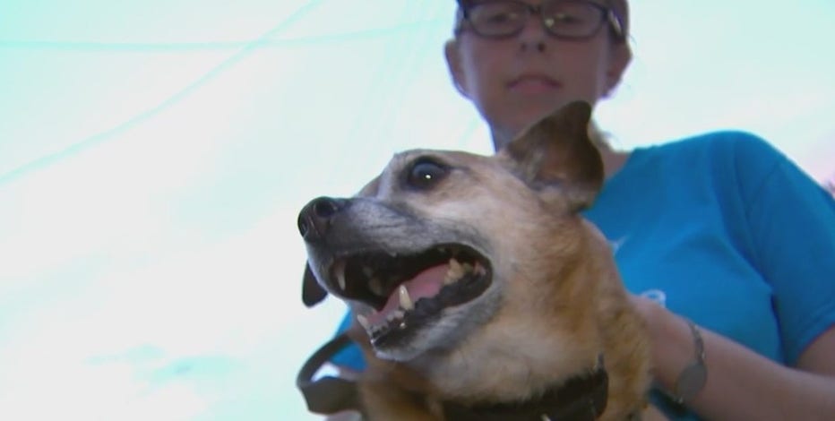 Alexandria pet owners on high alert as sausages stuffed with fishhooks show up on sidewalks