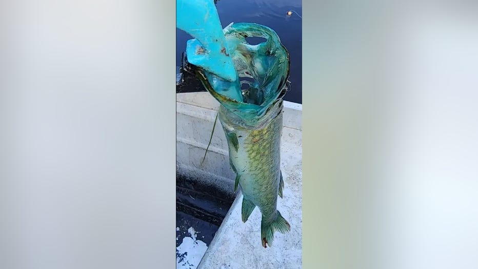 Virginia fisherman catches 'extremely rare' blue-mouth fish: 'Wild genetic  pigment mutation