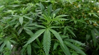 Virginia leaders reach deal to establish regulated cannabis retail market