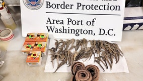 Seahorses, snakes, snail ointment seized at Dulles International Airport, CBP says