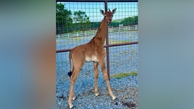 Rare spotless baby giraffe finally has a name: Meet Kipekee