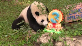 Panda Palooza kicks off at the National Zoo