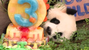 Giant Panda Xiao Qi Ji celebrates 3rd birthday at National Zoo