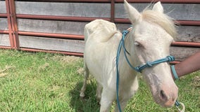 71 malnourished animals, some pregnant with 'high parasite load,' rescued in Oklahoma cruelty case