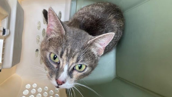 Health department issues warning about rabid cat in Ashburn