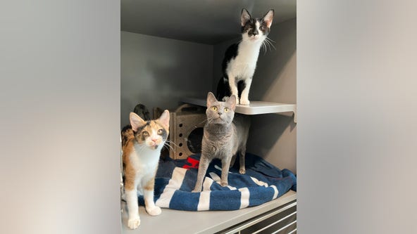 40 cats removed from home with 'severe hoarding' conditions, officials say