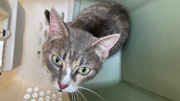 Health department issues warning about rabid cat in Ashburn