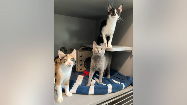 40 cats removed from home with 'severe hoarding' conditions, officials say