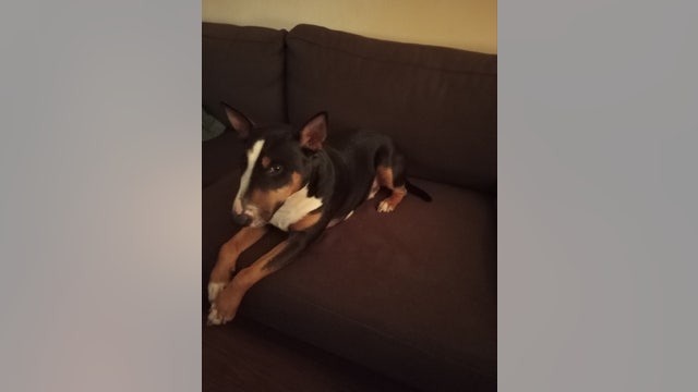 Police investigating after car stolen from Walmart parking lot with dog inside