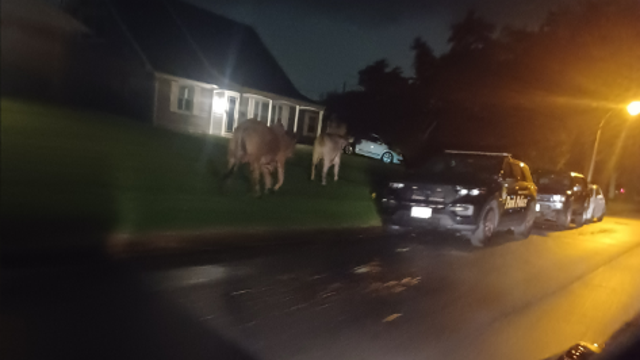 The search for two loose cows "moo-ving through Bowie" continues