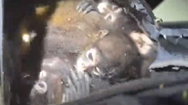 Texas border agents find spider monkeys in backpack