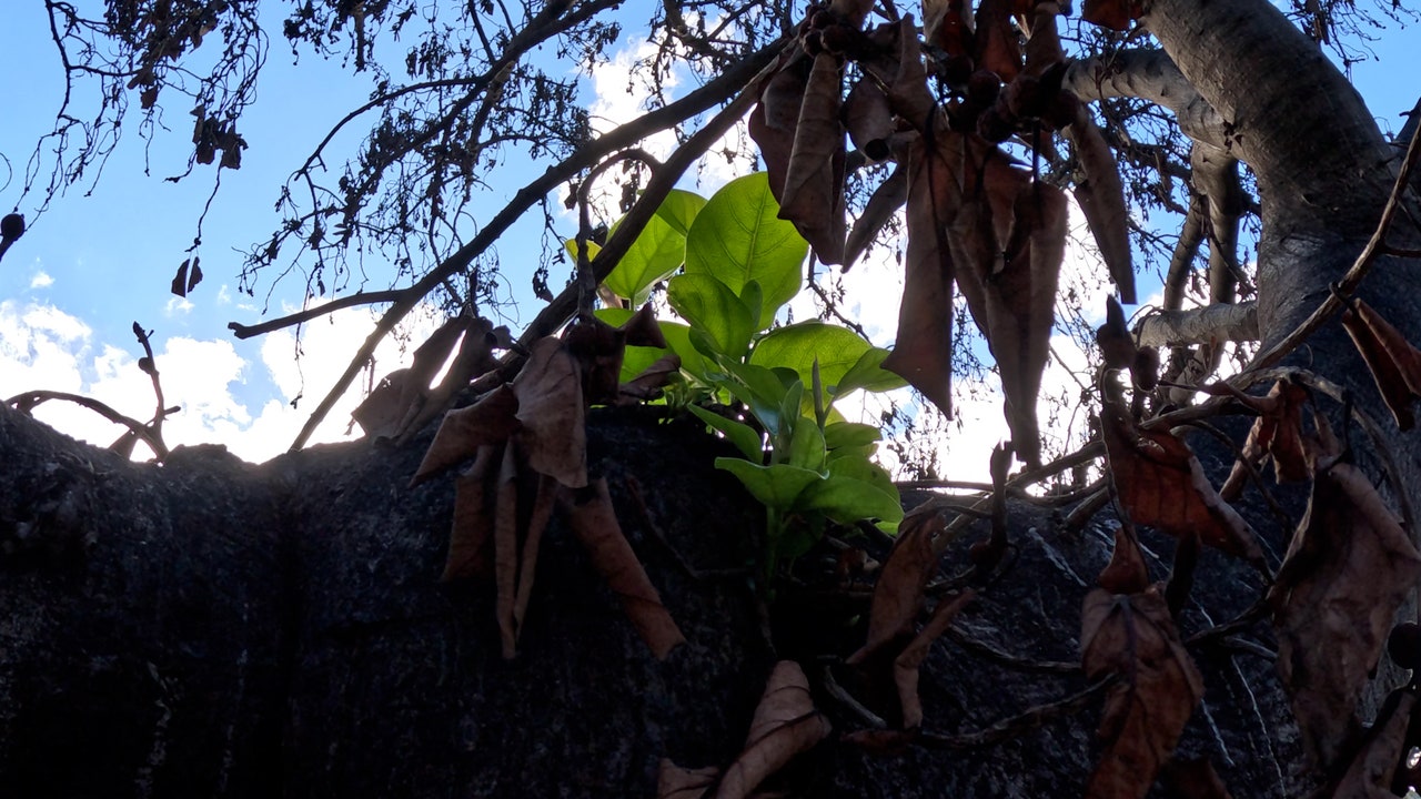 Watch: Historic banyan tree scorched during Maui wildfires, sprouts new leaves