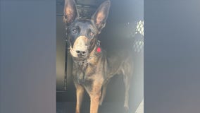 Montgomery County police dog found safe after going missing