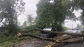 Falling tree crashes onto car in Montgomery County