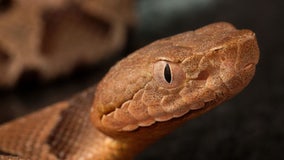 Montgomery County issues snake warning