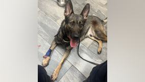 Seat Pleasant police K-9 injured while apprehending carjacking suspect