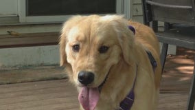 'Ruff' lesson: Virginia family mistakenly takes home wrong dog from day care