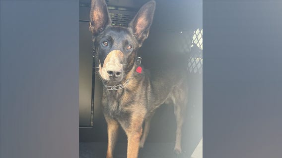 Montgomery County police dog found safe after going missing