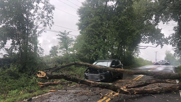 Falling tree crashes onto car in Montgomery County