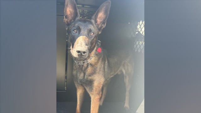 Montgomery County police dog found safe after going missing