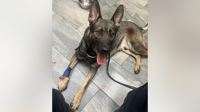 Seat Pleasant police K-9 injured while apprehending carjacking suspect
