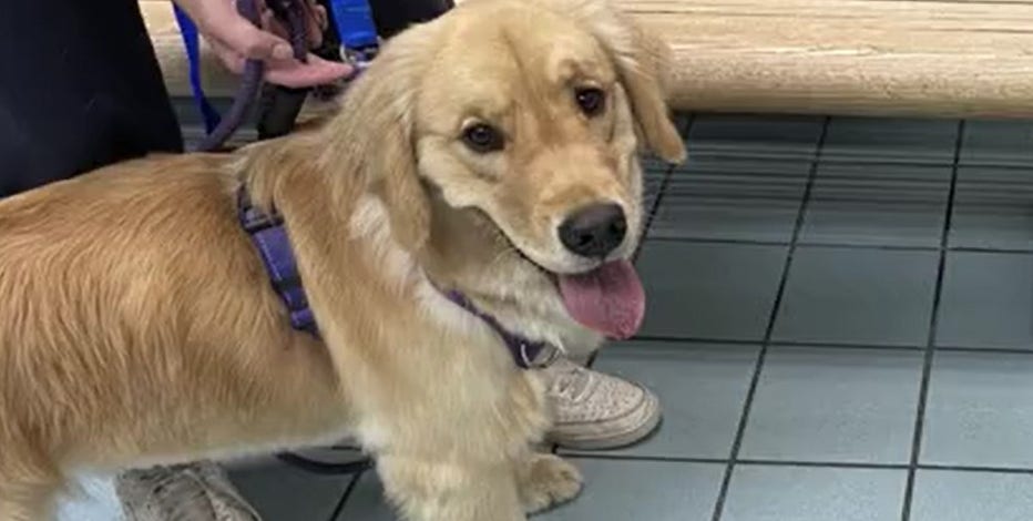 Golden Retriever 'Brutally Attacked' at Doggy Daycare Breaks Hearts