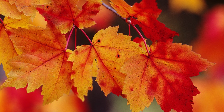 Fall foliage 2024: Your full guide for leaf peeping across the DMV