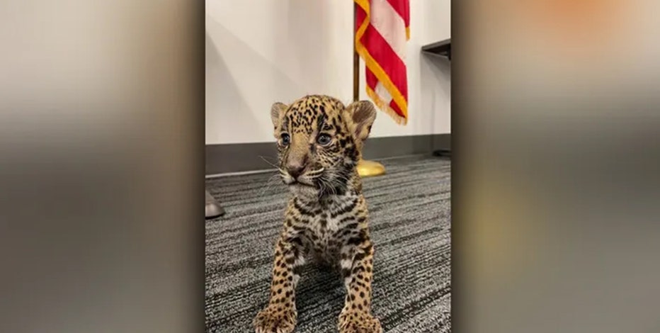 Watch: Twin tiger cubs emerge from their den for the first time