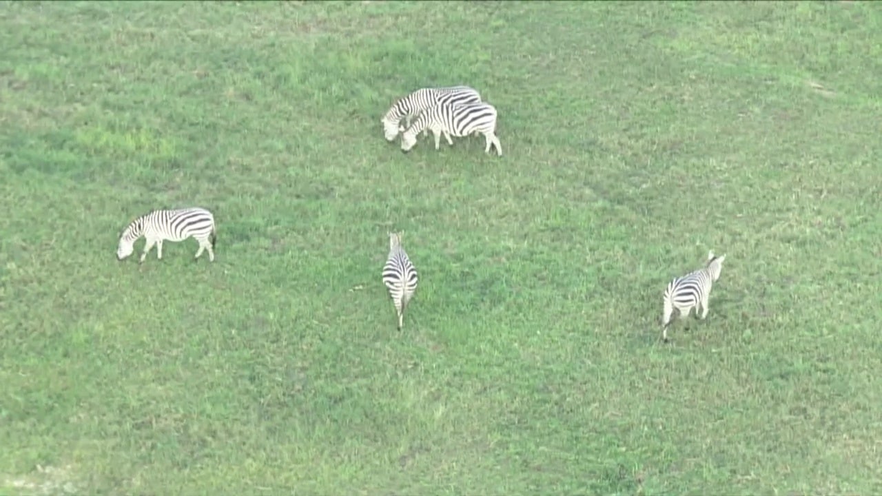 Animal cruelty trial for Maryland owner of escaped zebras begins