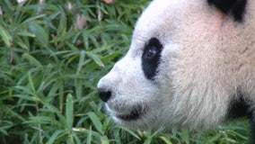 DC’s giant pandas to leave National Zoo for China by mid-November