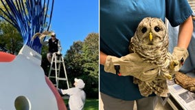 Barred owl rescued after getting stuck in sculpture at National Gallery of Art’s outdoor garden